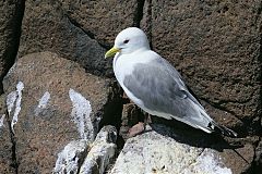 Black-legged Kittiwake